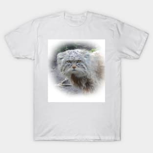 Manul-pallas's cat T-Shirt